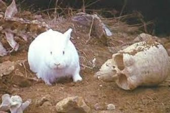 Die Killer Kaninchen Epidemie